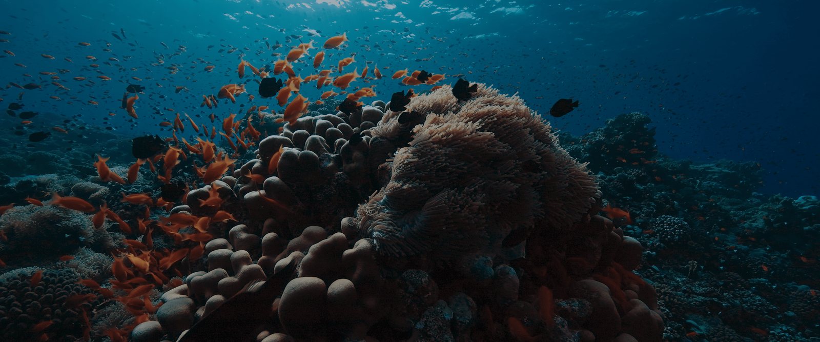 Guardians of the Red Sea: The Hidden World Beneath
